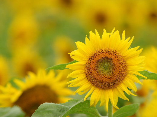 588905 (a): :1600x1200